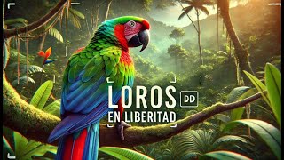 Loros Salvajes Amenazados pero Resistentes [upl. by Angadreme]