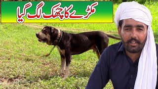 Famaus of Pakistan Dog Makra Pakistani Bully Kutta Makra By Nafa TV HD [upl. by Rolfston]