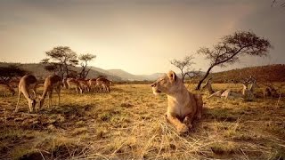 Nat Geo WIld Wildlife of AFRICA Documentary HD [upl. by Letitia]