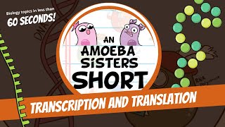 Transcription and Translation Steps in Protein Synthesis  Amoeba Sisters Shorts [upl. by Nuaj]