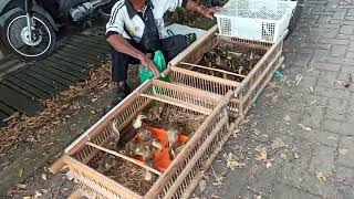 Anakan Super Bebek Kalimantan Persiapan Buat Stok Peternakan Bebek Pedaging Kalimantan [upl. by Laure]