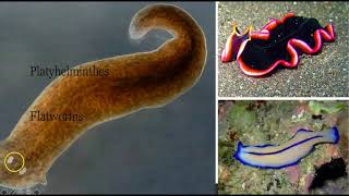 Flatworms Roundworms and Arthropods [upl. by Kristofor]