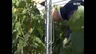 SCDC VIGNE  ECARTEUR POUR PIQUET METAL [upl. by Vladamir]