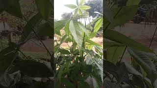 pachira plantgarden nursery sreevidhya nursery rachuloor [upl. by Cristiona787]