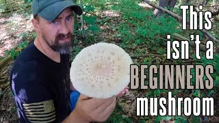 Parasol Mushroom  Choice edible mushroom in North America [upl. by Regazzi]