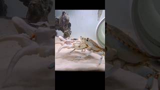 CRAB EATS OCTOPUS viral crab crabbing viral aquarium octopus [upl. by Galitea295]