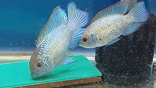 Neon Blue Acara breeding How to breed Electric Blue Acaras Complete Breeding Guide [upl. by Yelyab]