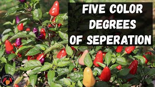 Chinese Five Color Pepper Review and Tasting [upl. by Malamud]