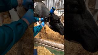 Adrenaline injection cows veterinary [upl. by Delwyn]