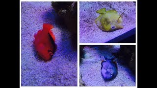 SCA 120 Gallon Reef  Ep17  They are All DEAD Whats next [upl. by Ytsanyd101]