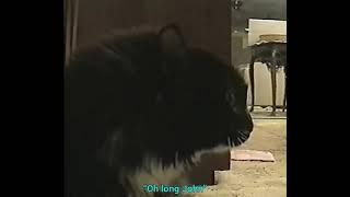 Oh Long Johnson Cat With Accurate Subtitles [upl. by Malim479]