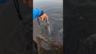 PENSA EM UM PEIXE INVOCADO pesca pescaria tilapia [upl. by Hakym]