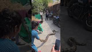 VIVEK KENI THE REAL HERO  SNAKE RESCUE AT KALAMBUSARE  RAIGAD  BHOLA MERE  ROCK PYTHON mahadev [upl. by Candis]