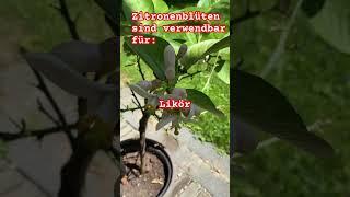 Zitrusblüten Rezepte  Zitronenbaum Blüten [upl. by Semmes]