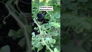 Crimson sweet watermelon 🍉 watermelon growyourownfood gardeningtips gardening gardenerslife [upl. by Meehahs591]