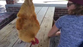 Girl gets attacked by a rooster [upl. by Llennahs428]