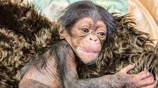 The Miracle of Alizeti A Baby Chimps Inspiring Story [upl. by Adnolay271]