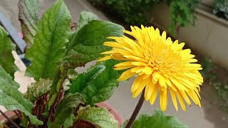 How to collect good viable Gerbera Daisy seeds [upl. by Ferrand]