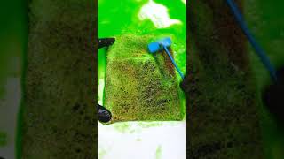 ECOFriendly Carpet Cleaning Method oddlysatisfying carpetcleaningsatisfying satisfying asmre [upl. by Mikol93]