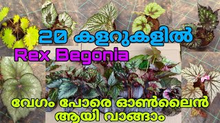 😍🌿 20 കളറുകളിൽ Rex Begonia ചെടികൾ ഓൺലൈനായി വാങ്ങാം reels garden plants [upl. by Ecnahc]