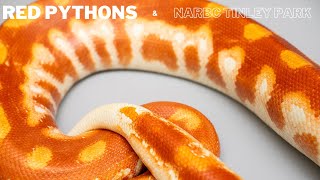 Red Pythons and NARBC Tinley Park [upl. by Barmen]