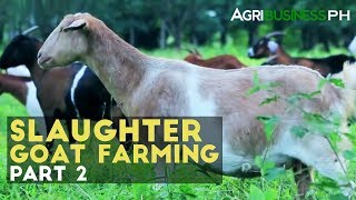 Goat Raising How to Manage Income Generating Slaughter Goat Farm [upl. by Nit]