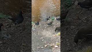 Moorhens feasting on oat flakes [upl. by Northey]