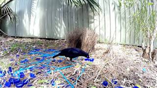 Satin Bower Birds of Australia [upl. by Idelle870]