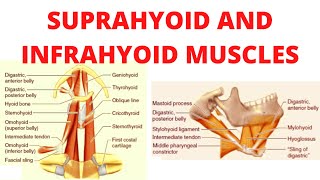 Suprahyoid and infrahyoid muscles [upl. by Vange]