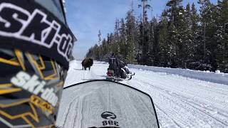 Bison charges at snowmobilers in Yellowstone as seen from snowmobile 9 Part 3 of 3 [upl. by Lhok500]