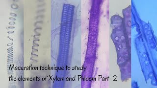 Maceration Technique to Study the Elements of Xylem and Phloem Part2 [upl. by Tobiah]