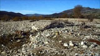 Beccaccia Spinone Italiano 6 [upl. by Denbrook699]