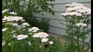 Yarrow Benefits and Uses [upl. by Eus418]