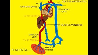 FETAL CIRCULATION [upl. by Fitzgerald]