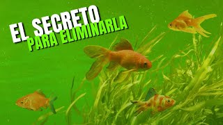 ¿Cómo Eliminar el Agua Verde en mi Acuario TUTORIAL [upl. by Malonis]