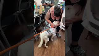 BRUCEY GOING HOME IN AN ICE CREAM TRUCK icecreamtruck dogadoption pitbullsofyoutube [upl. by Valerlan]