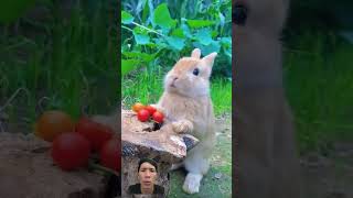 Adorable Moment Bunny Eating a Tomato bunny cute rabbit pets animals duckegg funny [upl. by Minsk]