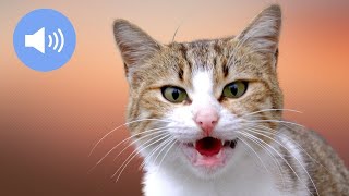 🦊 CATS MEOWING  Make Your Cat or Dog Go Crazy  Sound Effect [upl. by Whallon695]