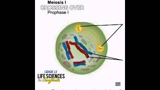 Grade 12 Life Sciences  Crossing over Prophase 1Meiosis 1 Official tutorial audio Hiphopversion [upl. by Ased]