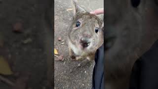 Pademelon at Featherdale Wildlife Park [upl. by Acsisnarf]