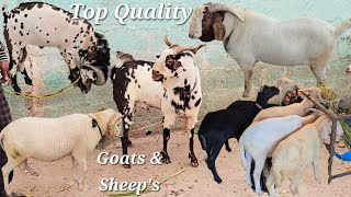 Top Quality barbare bakre available in Hyderabad  rampuri amp vilayati baby sheeps  pure boer in Hyd [upl. by Ambrosi]