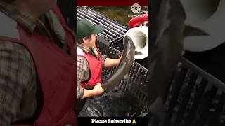 How a Salmon Cannon works shorts facts newfacts trending [upl. by Mattias687]