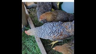 Are Bielefelder Chickens Good to Free Range [upl. by Trometer297]