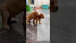 Beautiful gold cocker spaniel puppies ready for rehoming cocker spaniel puppy cockerspaniel short [upl. by Adnuhsal364]