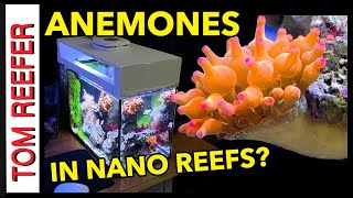 Reef Tank KEEPING AN ANEMONE IN A NANO REEF TANK quotArizona Sunsetquot [upl. by Ytteb996]