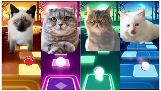 cats singing WEDNESDAY VS 2 PHUT HON VS BELIEVER VS BAD GUY  Tiles Hop EDM Rush [upl. by Koralie632]