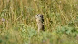 Ziesel  European Ground Squirrel  Spermophilus citellus [upl. by Harberd]