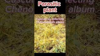 Cuscuta sp infecting Chenopodium Parasitic Plant Dodder cuscuta parasiticplants dodder shorts [upl. by Inahet359]