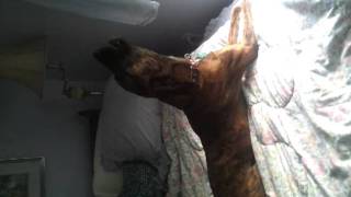 Plott hound howling [upl. by Aya]