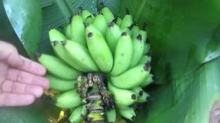 How to tell when to harvest bananas [upl. by Berner]